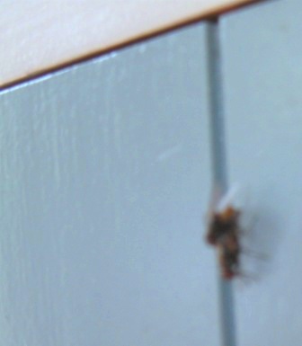 One fly becomes two fly's on closer inspection